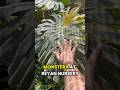 Monsteras You Don’t See Every Day 🌿