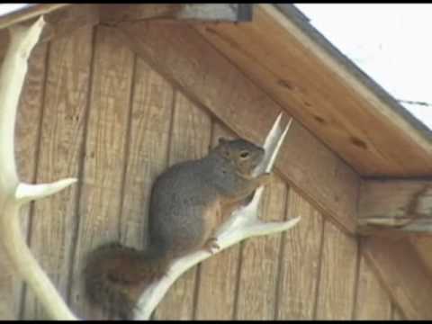 Squirrel gnaws on deer antlers - YouTube