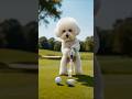 Front nine #cats #dogs # golf #funny