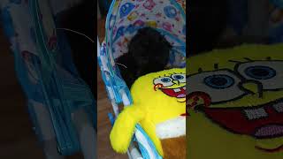 Toy stroller + Marsik bope = cuteness overload 💤😻 #cat #кот #cute #sleepycat@MarsCat-00