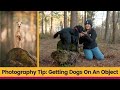 Dog Photography Training Quiz