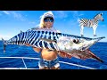 We FED THE ENTIRE NEIGHBORHOOD! 😀 Monster ZEBRA FISH! Florida WAHOO Catch & Cook