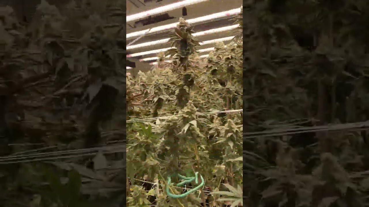 The Bud Hunters - Nothing Beats Growing