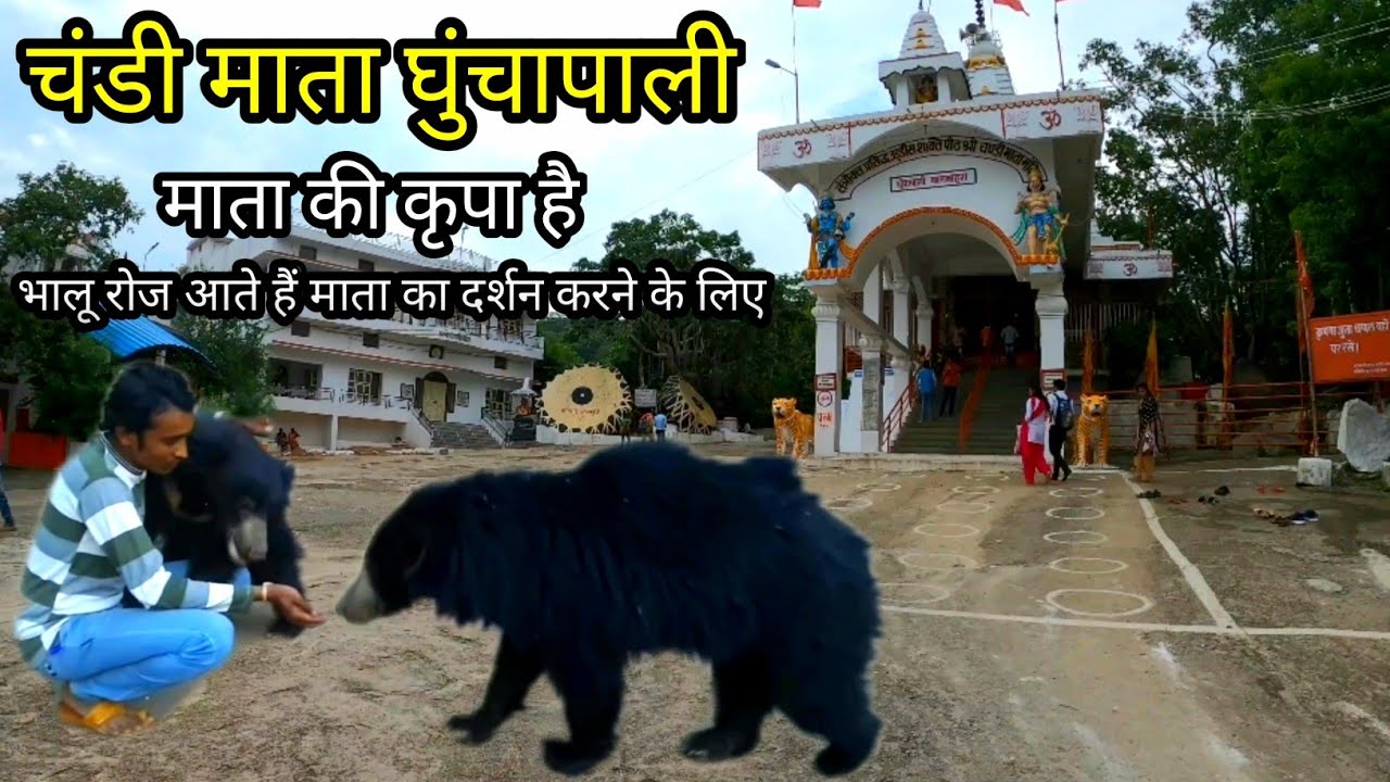 चण्डी माता मंदिर Chandi Mandir Bagbahara | Bears At Mungai Mata Mandir During Lockdown | Vlogs Rahul