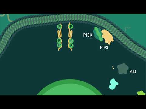 Vídeo: Com funciona ip3 a la via dels fosfolípids de l'inositol?