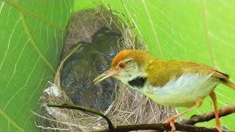 Cara Membuat Sarang burung prenjak Lumut di alam liar