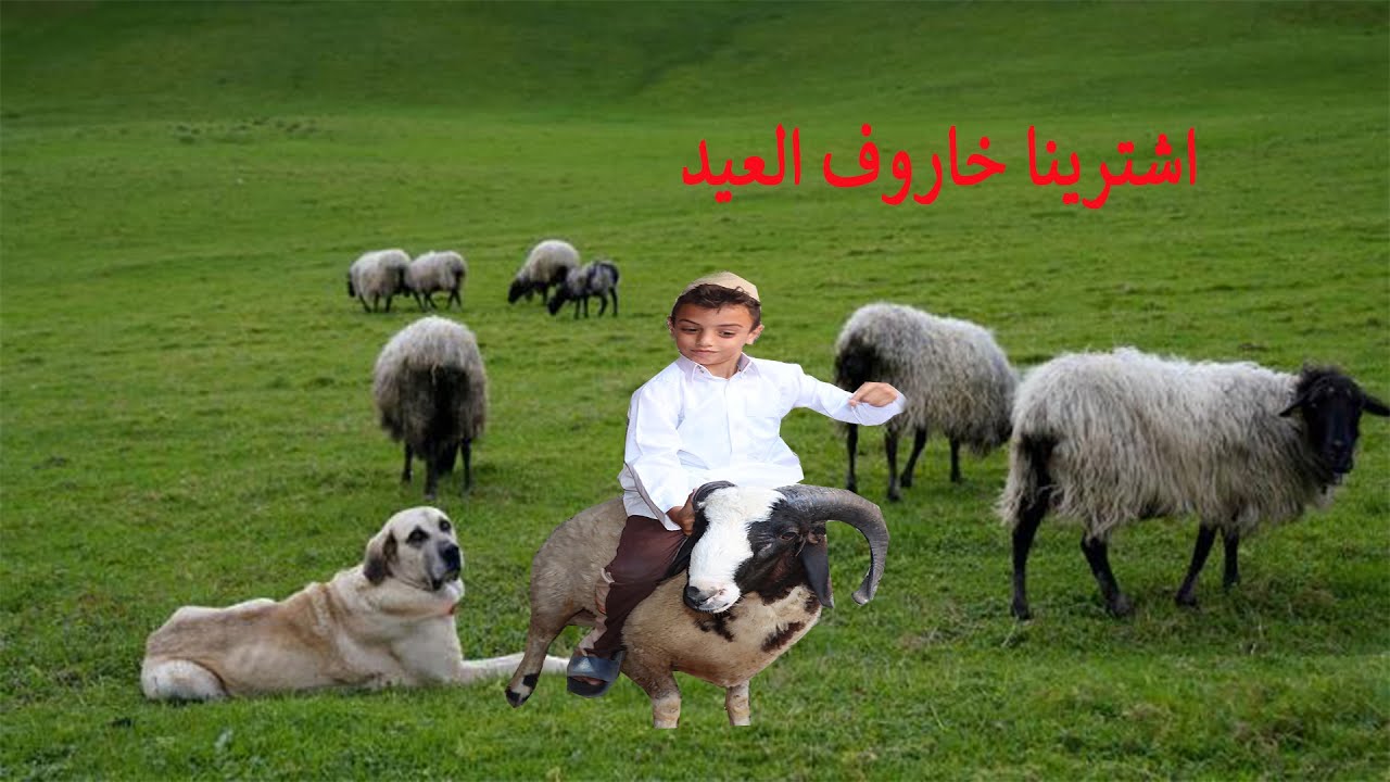 اشترينا خاروف العيد الحاج بسيونى اشترا خاروف العيد