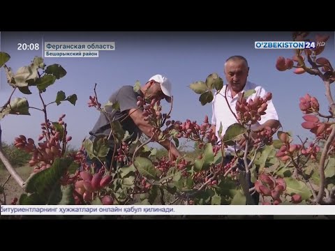 Сбор урожая фисташек в Ферганской области