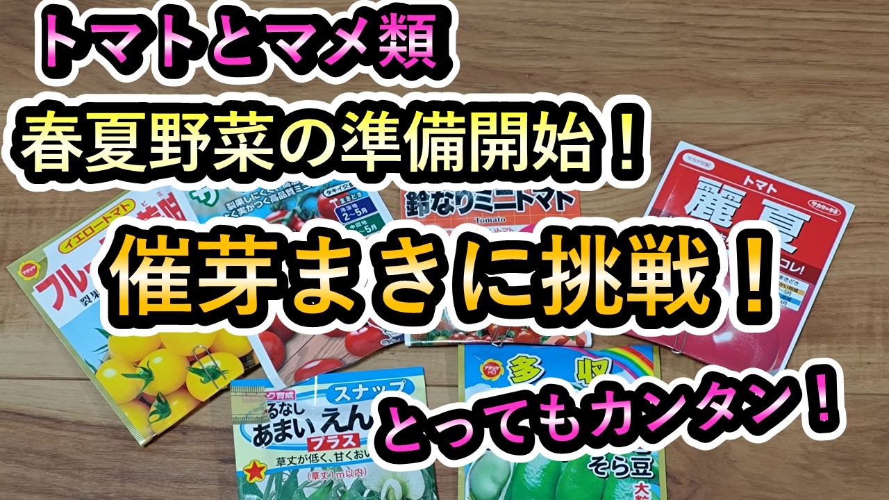 ミニトマトの催芽まき。本葉がでてきました。
