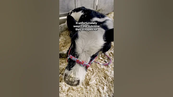 Pregnant Cow Escapes Dairy Farm To Have Her Baby | The Dodo