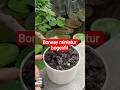 bonsai miniatur gaya klasik #viral #subscribe
