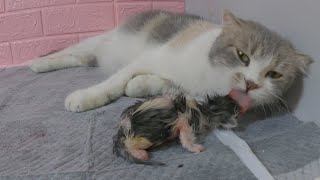 The mother cat giving birth with difficulty is always visited by another interested cat.