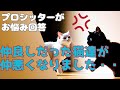 【Q＆A】仲良しだった猫たちが、仲悪くなりました。。。どうすればいいですか？