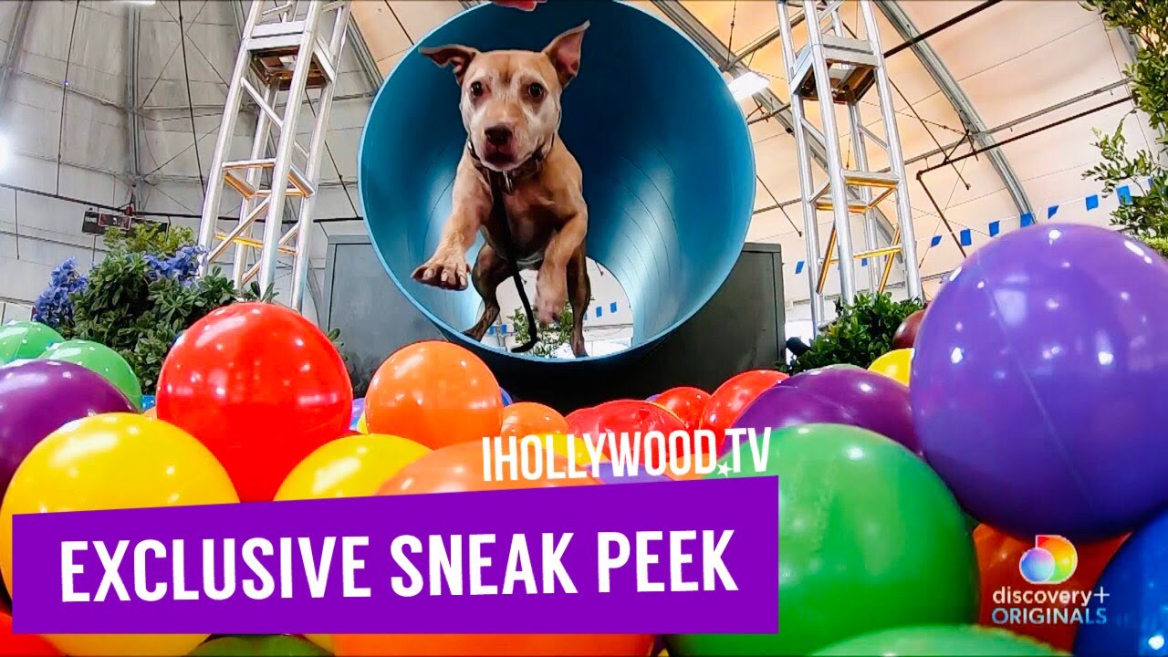 How to watch and stream Puppy Bowl Presents: The Dog Games - 2021 on Roku