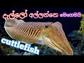 දැල්ලෝ අල්ලන්නෙ මෙහෙමයි හොදේ cuttlefish