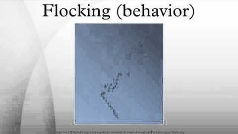 Flocking (behavior)