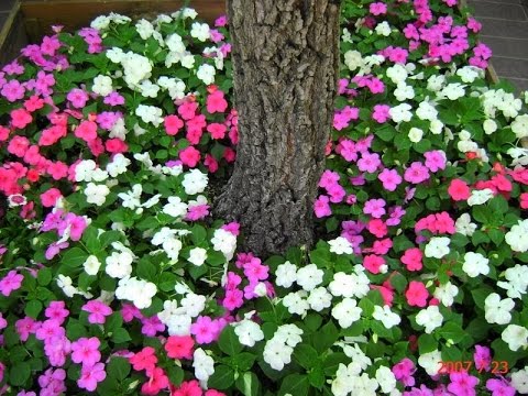 Video Hoa Ngọc Thảo - youtube