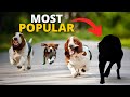 10 Most Popular Hound Dogs In The World