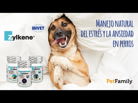 Apoya a tu perro a manejar el estrés y la ansiedad de manera natural