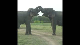 Massive Elephants At The Kaudulla National Park | カウドゥラ国立公園の巨大なゾウ | Save Elephants #Shorts