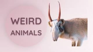 Strange Animals | Nature’s Weird Designs