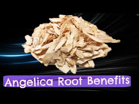 Angelica Root Benefits ∆ In 1 Minute