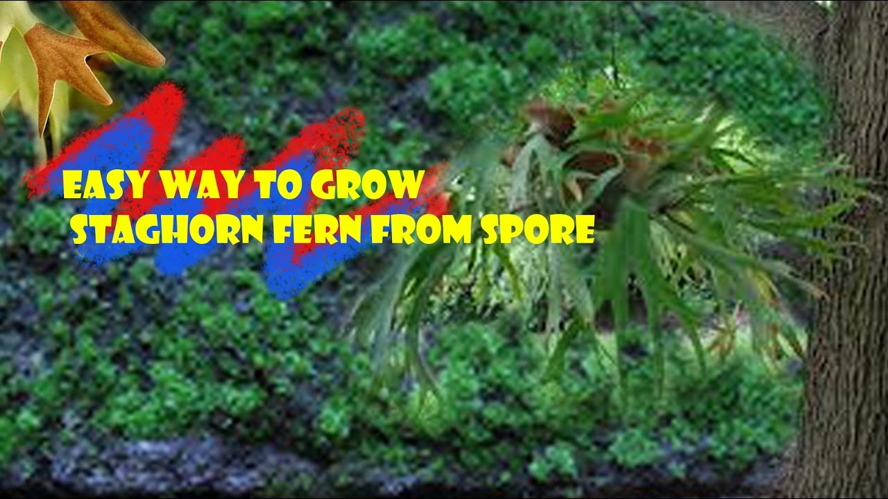 Staghorn Fern Spore Platycerium Ridleyi 3000 - 4000 Spore 1 + FREE CERTIFICATE E
