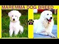 MAREMMA SHEEPDOG BREED - DIY Dog Info by Cooking For Dogs の動画、YouTube動画。