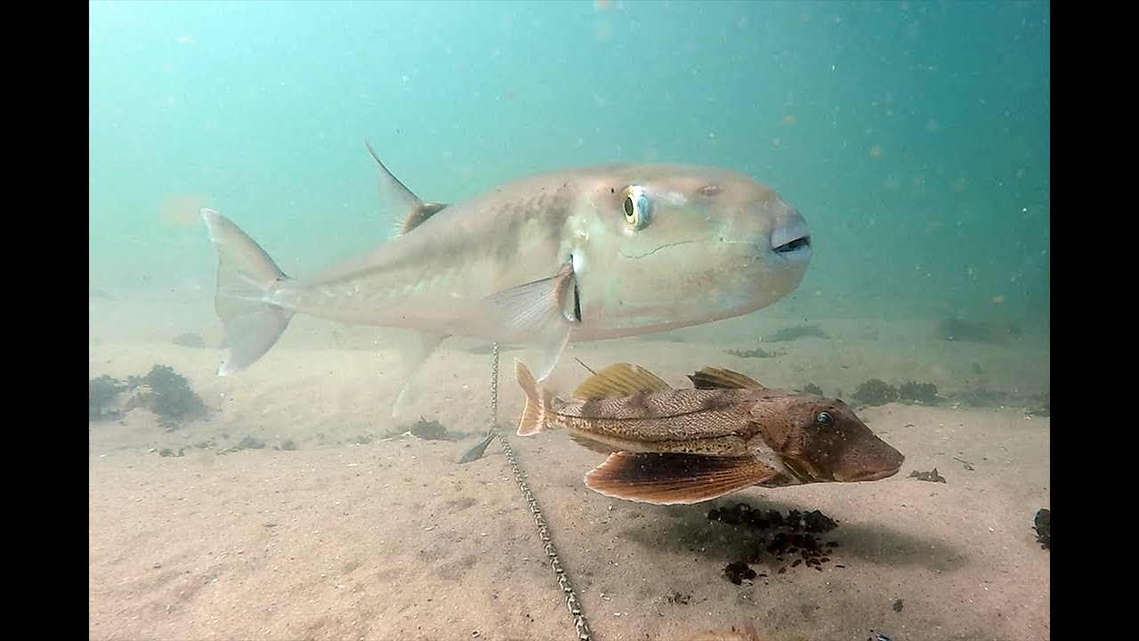 Shinnecock Bay "Mixed Bag"