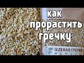 Проростки гречки в банке , самый простой способ как прорастить гречку , ростки зеленая гречка.