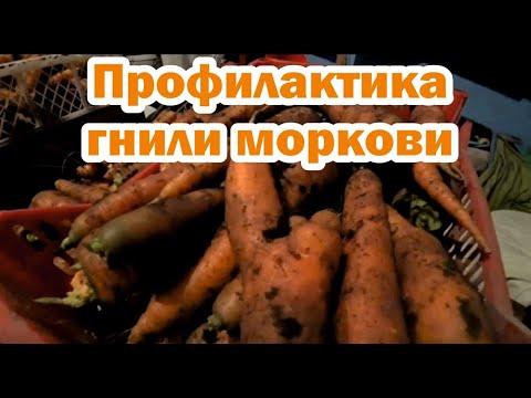 Трудности при хранении моркови