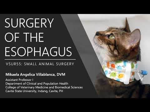 Video: Qhov Nqaim Ntawm Esophagus Hauv Cats