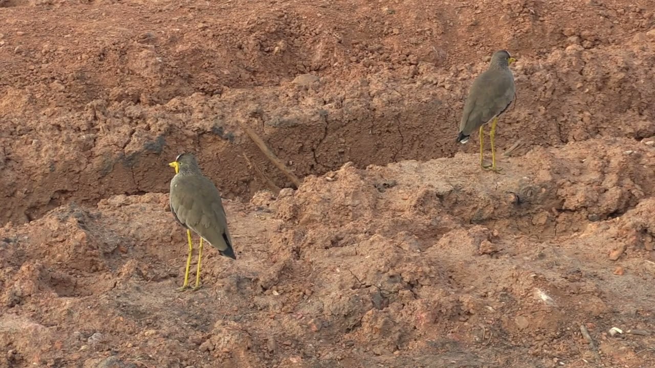 Vanneau du Sénégal (Vanellus senegallus lateralis) African Wattled Lapwing