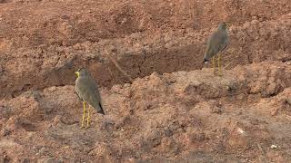 Vanneau Du Sénégal Vanellus Senegallus Lateralis African Wattled Lapwing