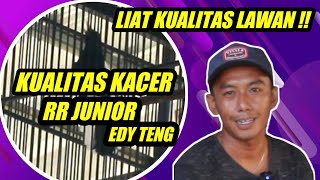  Harus Liat Kualitas Lawankacer Kualitas Rr Junior Milik Edy Teng Cara Merawat Kacer