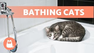 How OFTEN Should I BATHE a CAT?  Find out!