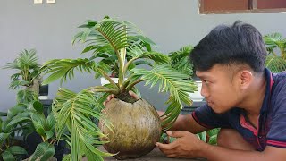 TIPS MUDAH PERAWATAN BONSAI KELAPA ORIGINAL AGAR TETAP SUBUR DAN INDAH