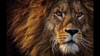 He is God-Lion of Judah