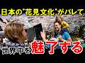 「日本のハナミは最高！」日本のお花見文化に世界中が大熱狂！【海外の反応】