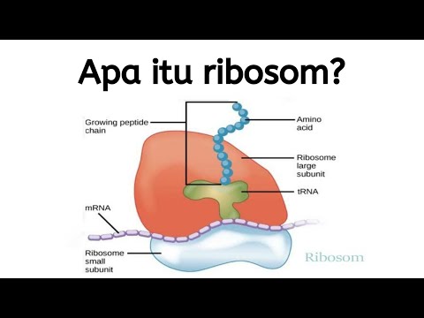 Video: Organel apa yang berperan dalam sintesis protein?