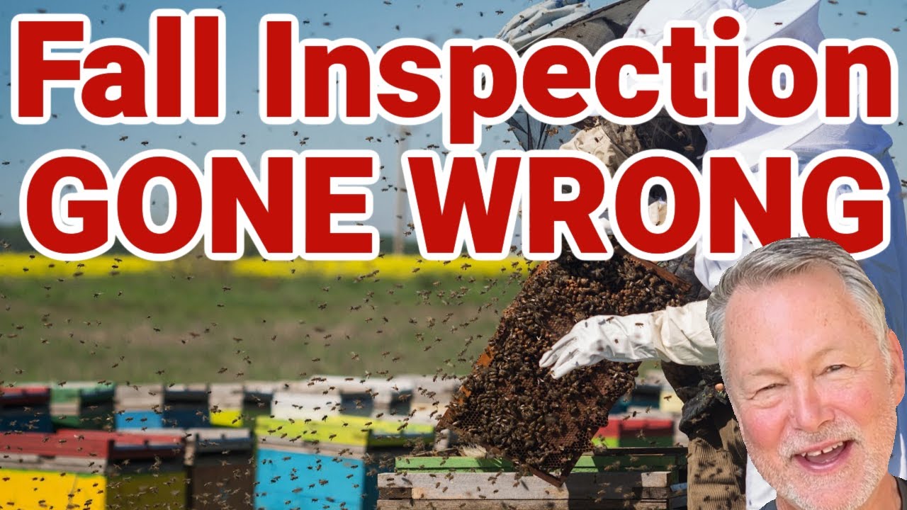 Beekeeping Inspection In The Fall: Everything Can Go Wrong Fast! - YouTube