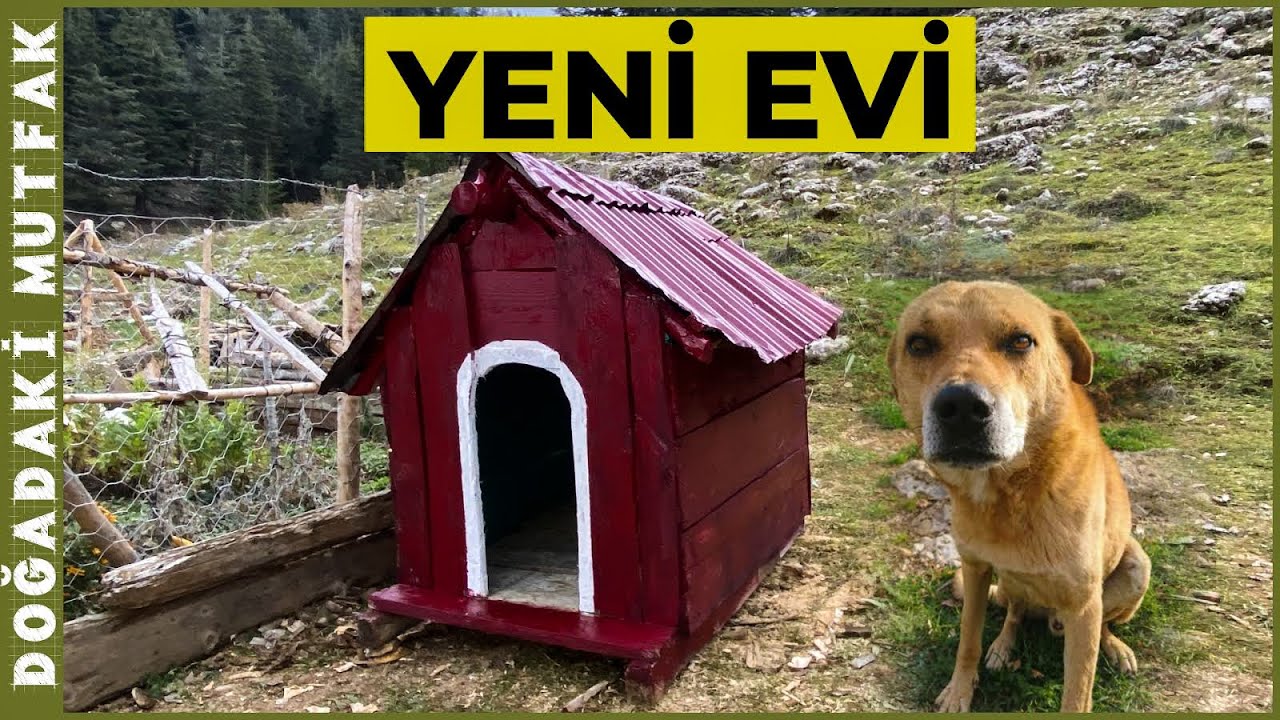 Köpeğim Aslan'a Kulübe Yaptım!