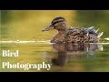 Bird Photography with Paul Miguel | Canon 500mm f/4 vs. Canon 100-400mm f/4.5-5.6