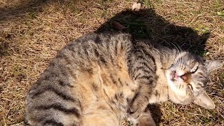 人を見るととりあえず背伸び、その後ゴロンする野良猫