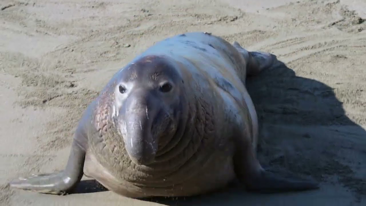 Elephant Seals