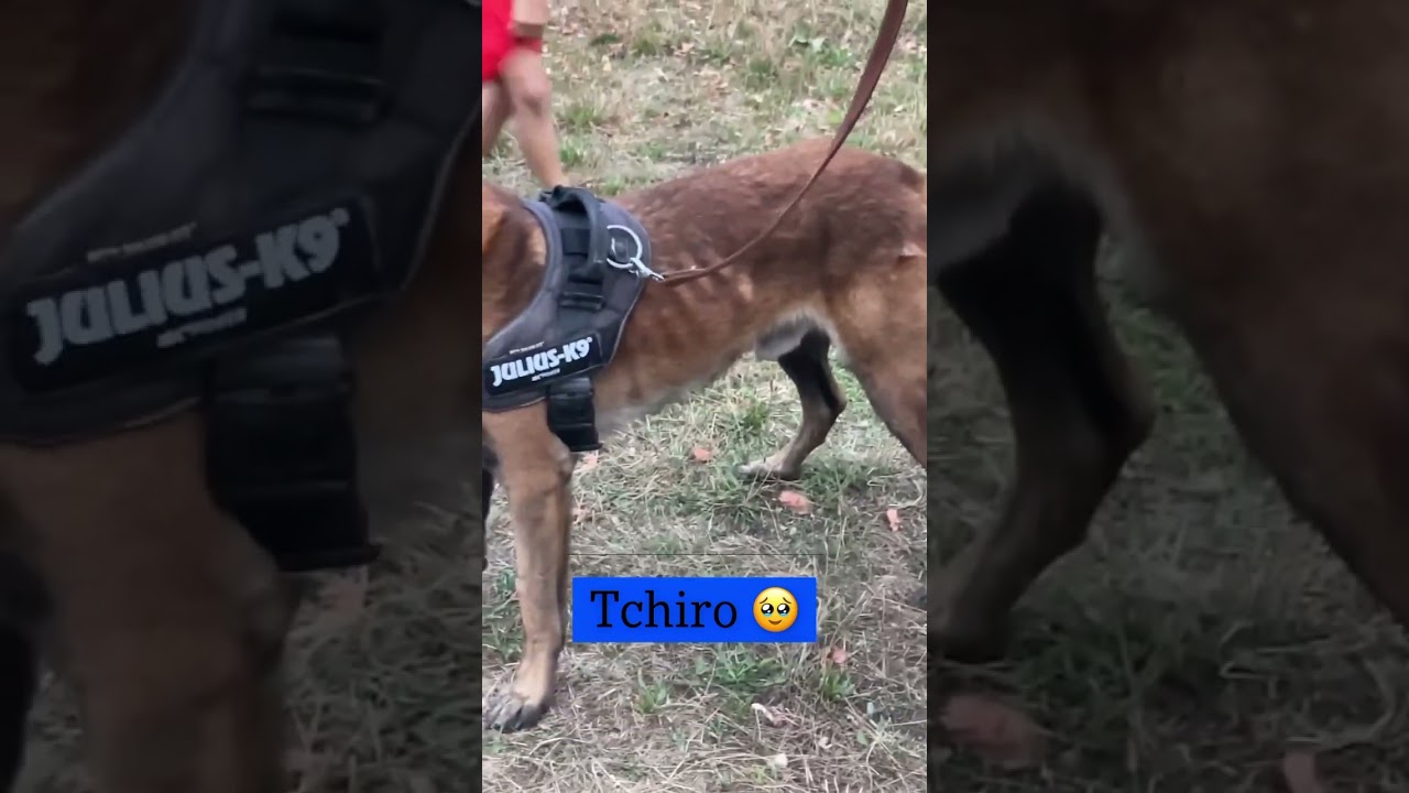 Il retrouve son chien après 1moi en SPA 😱 