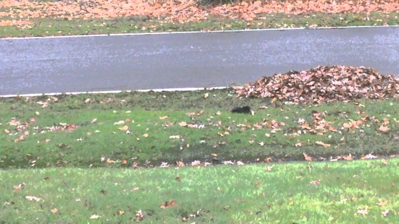 Tippy the Fainting Squirrel