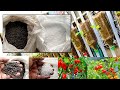 How to Apply Complete and Urea Fertilizers to Container Plants