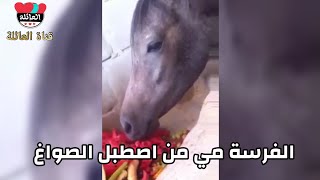 خيل يأكل جميع انواع الفواكه