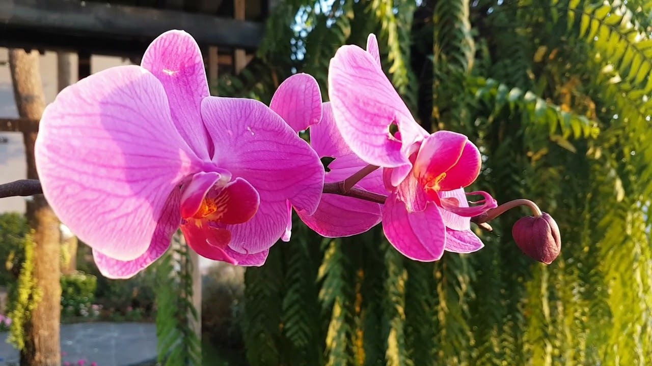 Natee - The Riverfront Hotel, Kanchanaburi